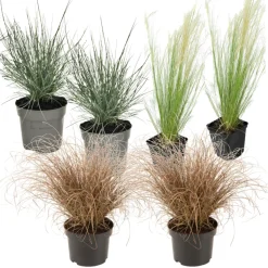 Brico Siergrassenpakket - Set Van 6 - Pot 10.5Cm - Hoogte 15-25Cm- Planten