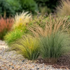 Brico Siergrassenpakket - Set Van 6 - Pot 10.5Cm - Hoogte 15-25Cm- Planten