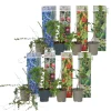Brico Smoothie Mix - Mix Van 8 - Goji,Cranberry,Bes, Kiwi - Pot 9Cm - Hoogte 25-40Cm- Planten