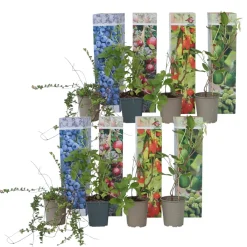 Brico Smoothie Mix - Mix Van 8 - Goji,Cranberry,Bes, Kiwi - Pot 9Cm - Hoogte 25-40Cm- Planten