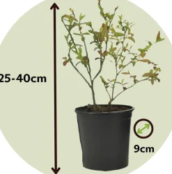 Brico Smoothie Mix - Mix Van 8 - Goji,Cranberry,Bes, Kiwi - Pot 9Cm - Hoogte 25-40Cm- Planten