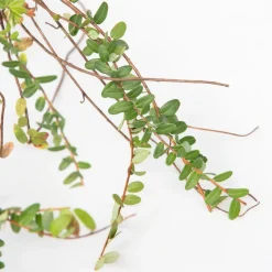Brico Smoothie Mix - Mix Van 8 - Goji,Cranberry,Bes, Kiwi - Pot 9Cm - Hoogte 25-40Cm- Planten
