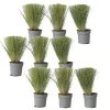 Brico Stipa Tenuifolia 'Pony Tails' - Set Van 9 - Gras - Pot 9Cm - Hoogte 20-30Cm- Planten