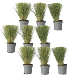 Brico Stipa Tenuifolia 'Pony Tails' - Set Van 9 - Gras - Pot 9Cm - Hoogte 20-30Cm- Planten