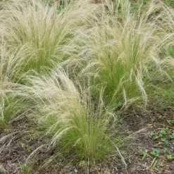 Brico Stipa Tenuifolia 'Pony Tails' - Set Van 9 - Gras - Pot 9Cm - Hoogte 20-30Cm- Planten