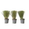 Brico Stipa Tenuifolia 'Pony Tails' - Set Van 3 - Gras - Pot 9Cm - Hoogte 20-30Cm- Planten
