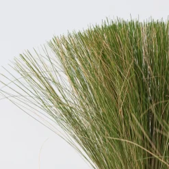 Brico Stipa Tenuifolia 'Pony Tails' - Set Van 3 - Gras - Pot 9Cm - Hoogte 20-30Cm- Planten