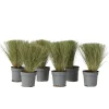 Brico Stipa Tenuifolia 'Pony Tails' - Set Van 6 - Gras - Pot 9Cm - Hoogte 20-30Cm- Planten