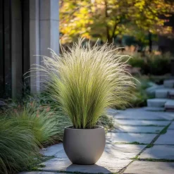 Brico Stipa Tenuifolia 'Pony Tails' - Set Van 6 - Gras - Pot 9Cm - Hoogte 20-30Cm- Planten