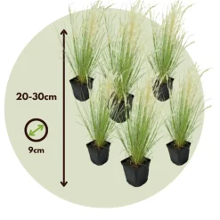 Brico Stipa Tenuifolia 'Pony Tails' - Set Van 6 - Gras - Pot 9Cm - Hoogte 20-30Cm- Planten