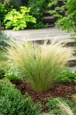 Brico Stipa Tenuifolia 'Pony Tails' - Set Van 6 - Gras - Pot 9Cm - Hoogte 20-30Cm- Planten
