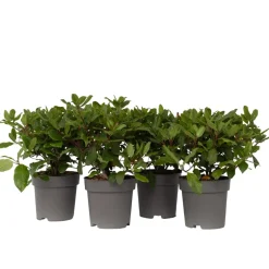 Brico Viburnum Tinus - Set Van 4 - Groenblijvend - Pot 17Cm - Hoogte 25-40Cm- Planten
