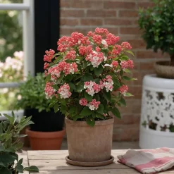 Brico Viburnum Tinus - Set Van 4 - Groenblijvend - Pot 17Cm - Hoogte 25-40Cm- Planten