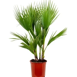 Brico Washingtonia Robusta - Mexicaanse Waaierpalm - Palm - Groenblijvend - 21 Cm – ↕80-100 Cm- Planten