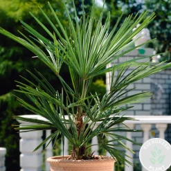 Brico Washingtonia Robusta - Mexicaanse Waaierpalm - Palm - Groenblijvend - 21 Cm – ↕80-100 Cm- Planten