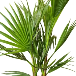 Brico Washingtonia Robusta - Mexicaanse Waaierpalm - Palm - Groenblijvend - 21 Cm – ↕80-100 Cm- Planten