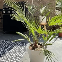Brico Washingtonia Robusta - Mexicaanse Waaierpalm - Palm - Groenblijvend - 21 Cm – ↕80-100 Cm- Planten