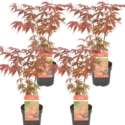 Brico 4X Acer Palmatum 'Atropurpureum' - Japanse Esdoorn - Heester - Winterhard - 10,5 Cm - ↕25-30 Cm- Planten