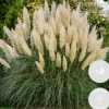 Brico 2X Cortaderia ‘Pumila' - Pampasgras - Siergrassen - Winterhard - 13 Cm - ↕20-30 Cm- Planten