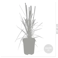 Brico 2X Cortaderia ‘Pumila' - Pampasgras - Siergrassen - Winterhard - 13 Cm - ↕20-30 Cm- Planten