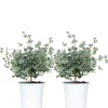 Brico 2X Eucalyptus Gunnii - Gomboom - Heester - Groenblijvend - 14 Cm - ↕25-35 Cm- Planten