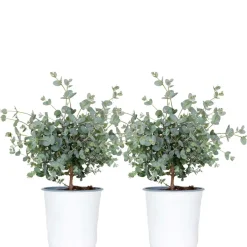Brico 2X Eucalyptus Gunnii - Gomboom - Heester - Groenblijvend - 14 Cm - ↕25-35 Cm- Planten