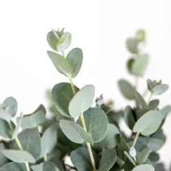 Brico 2X Eucalyptus Gunnii - Gomboom - Heester - Groenblijvend - 14 Cm - ↕25-35 Cm- Planten