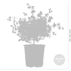 Brico 2X Eucalyptus Gunnii - Gomboom - Heester - Groenblijvend - 14 Cm - ↕25-35 Cm- Planten