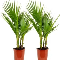 Brico 2X Washingtonia Robusta - Mexicaanse Waaierpalm - Palm - Groenblijvend - 17 Cm - ↕60-75 Cm- Planten