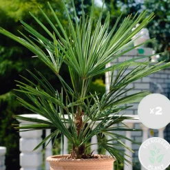 Brico 2X Washingtonia Robusta - Mexicaanse Waaierpalm - Palm - Groenblijvend - 17 Cm - ↕60-75 Cm- Planten